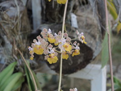 Trichocentrum andreanum