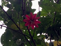Passiflora antioquiensis
