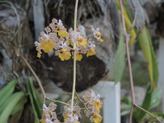 Trichocentrum andreanum