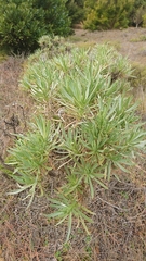 Echium aculeatum