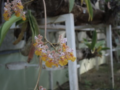 Trichocentrum andreanum