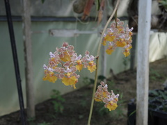 Trichocentrum andreanum