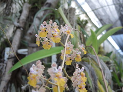 Trichocentrum andreanum