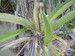 Trichocentrum andreanum