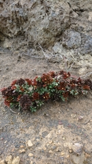 Polycarpaea divaricata