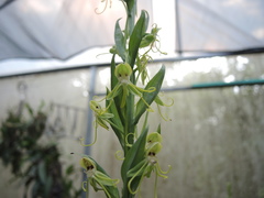 Habenaria lucaecapensis