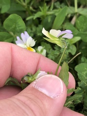 Bracteolatae