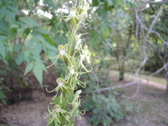 Habenaria lucaecapensis