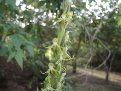 Habenaria lucaecapensis