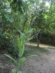 Habenaria lucaecapensis