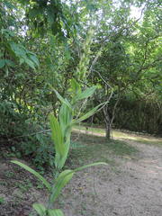 Habenaria lucaecapensis