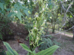Habenaria lucaecapensis