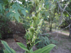 Habenaria lucaecapensis