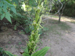 Habenaria lucaecapensis