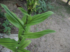 Habenaria lucaecapensis