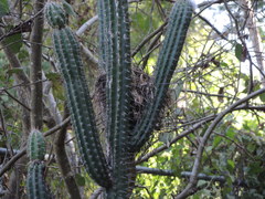Pilosocereus