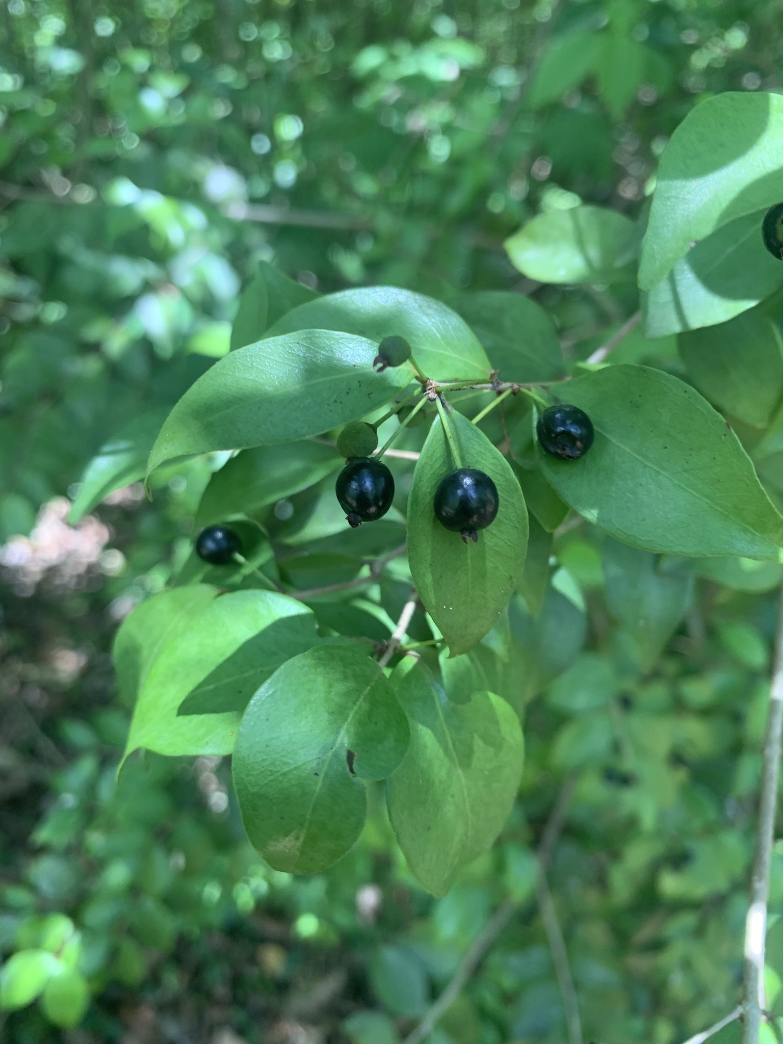 Eugenia procera
