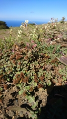 Polycarpaea divaricata