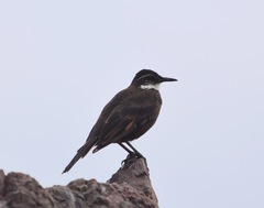 Cinclodes nigrofumosus