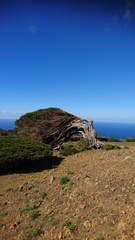 Juniperus canariensis