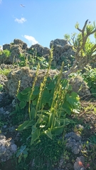 Habenaria tridactylites