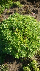 Argyranthemum hierrense