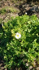 Argyranthemum hierrense