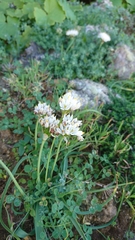 Allium canariense