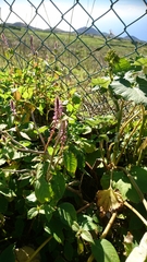 Achyranthes aspera sicula