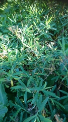Bupleurum salicifolium