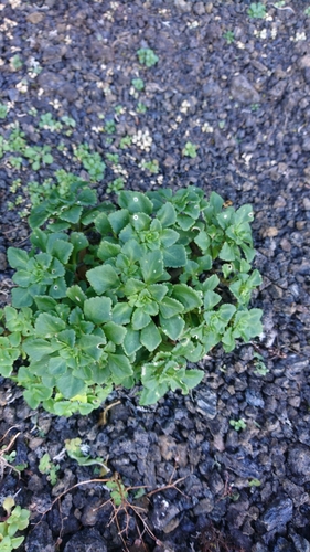 Aichryson punctatum