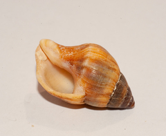 Leucozonia leucozonalis