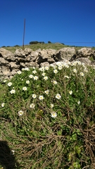 Argyranthemum hierrense