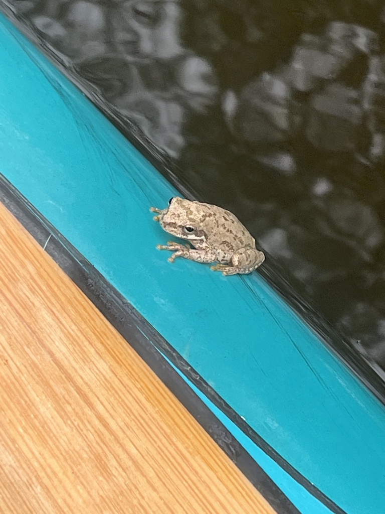 Squirrel Treefrog from Blounts Creek, NC, US on July 6, 2023 at 1142