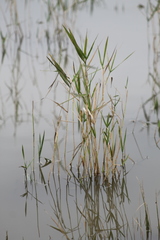 Panicum hemitomon