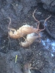 Pristoceuthophilus pacificus