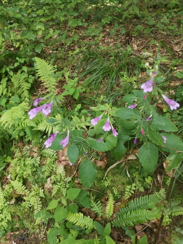 Clinopodium grandiflorum (Clinopodium grandiflorum)