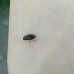 Coleoptera