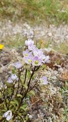 Gentianella patula