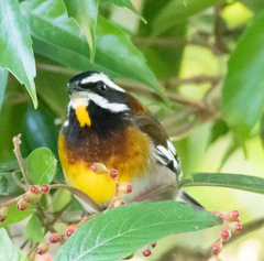 Spindalis zena benedicti