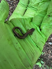 Plethodon cinereus image