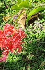 Heraclides andraemon