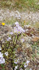Gentianella patula