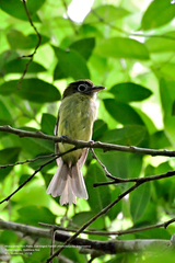 Rhynchocyclus brevirostris