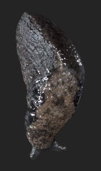 Anadenulus cockerelli