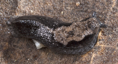 Anadenulus cockerelli