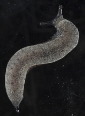 Anadenulus cockerelli