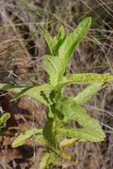 Pterocaulon serrulatum