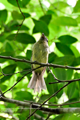 Rhynchocyclus brevirostris