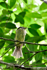 Rhynchocyclus brevirostris